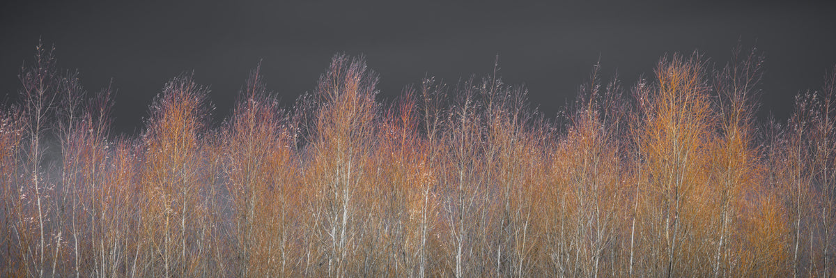 Amber Woods Dusk Wall Mural in your room