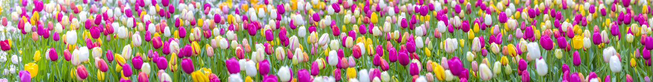 Vivid Tulip Symphony Wall Mural