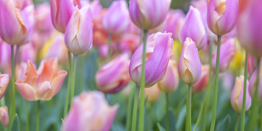 Pink Tulip Garden Wall Mural