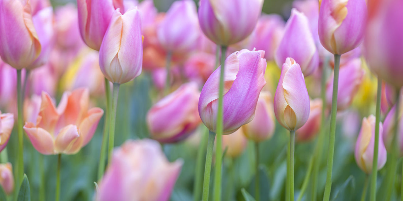Pink Tulip Garden Wall Mural