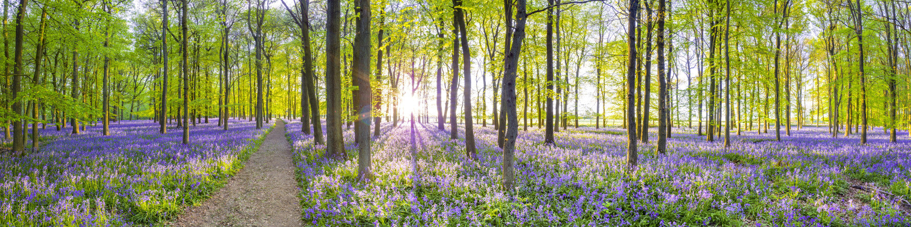 Wall mural of a serene springtime landscape.


