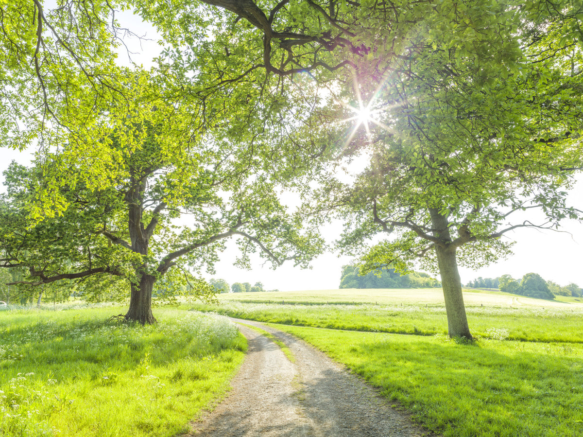 Meadow Walk Wall Mural in your room