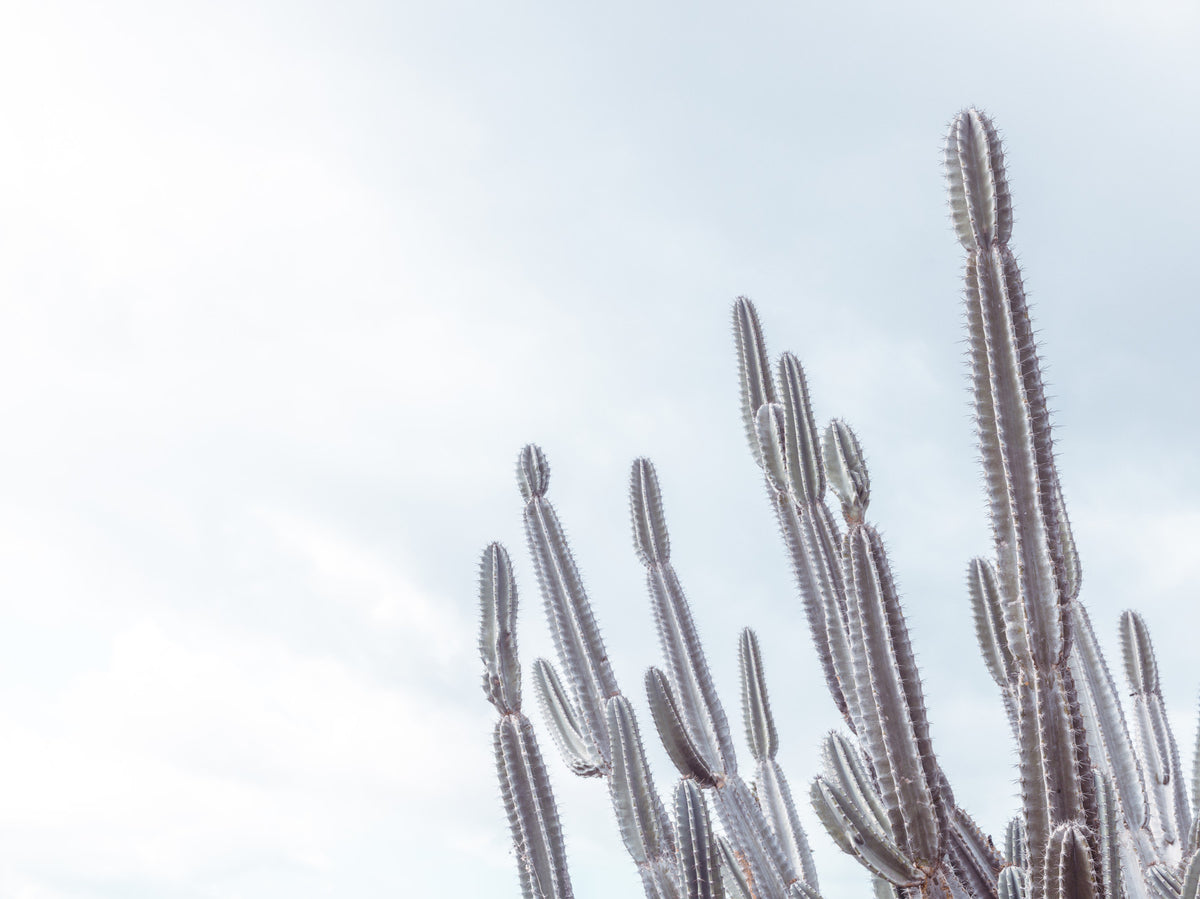 Cactus Dreams Wall Mural