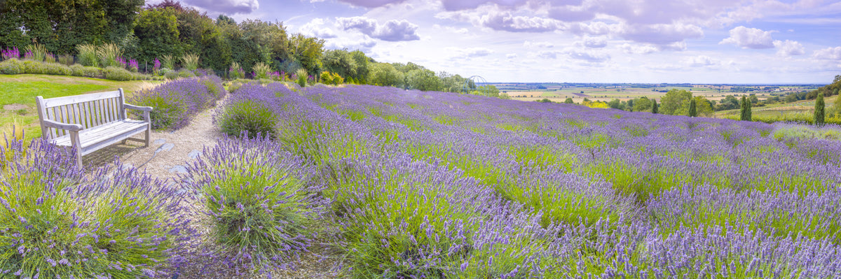 Lavender Serenity Wall Mural in your room — zoomed