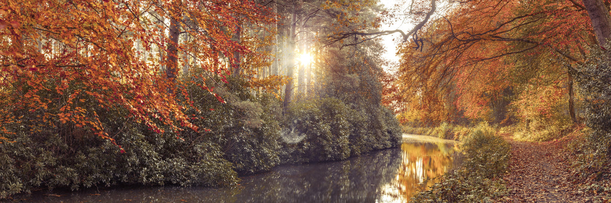 Gilded Woods Wall Mural in your room