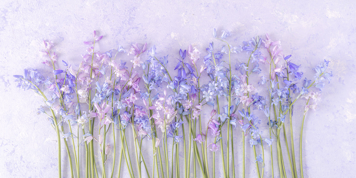 Bluebell Dream Wall Mural in your room — zoomed
