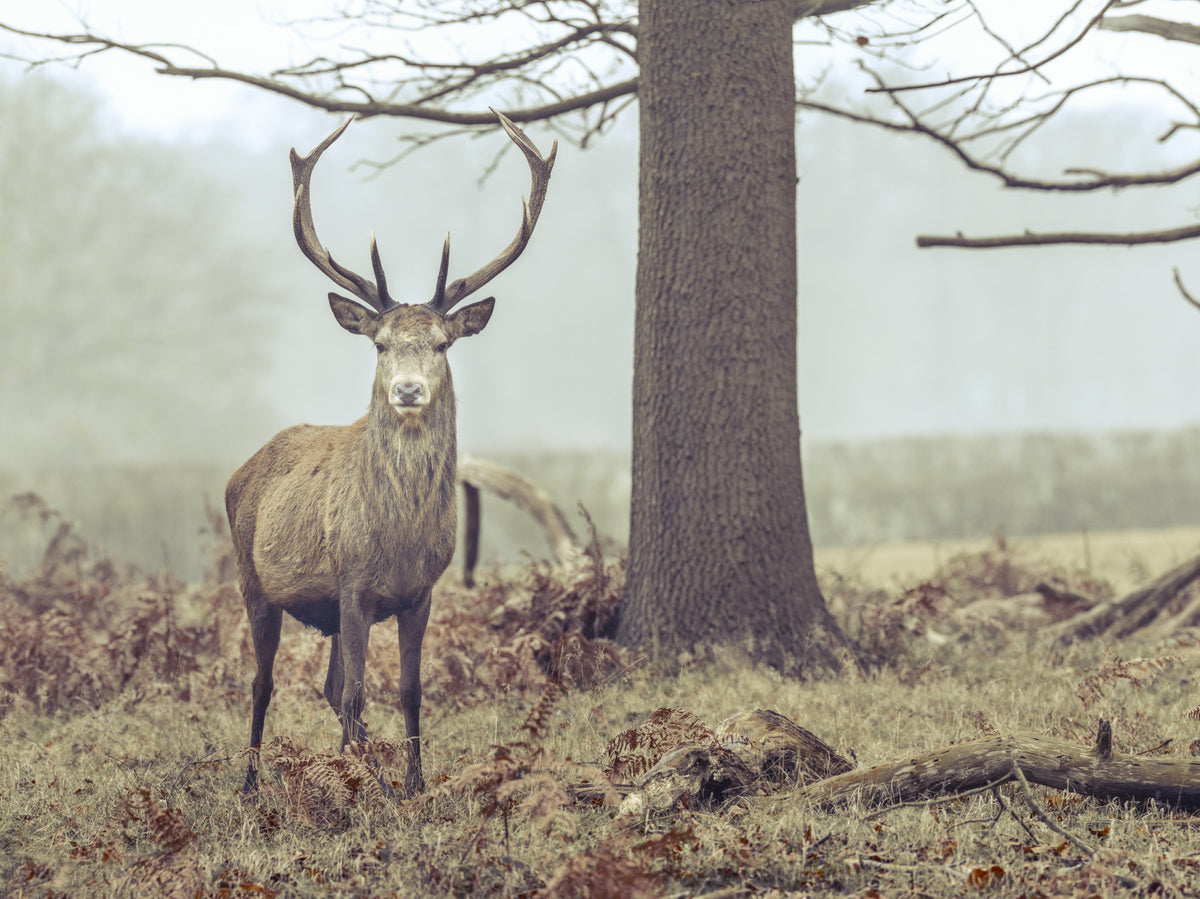 Lone Stag Wall Mural in your room