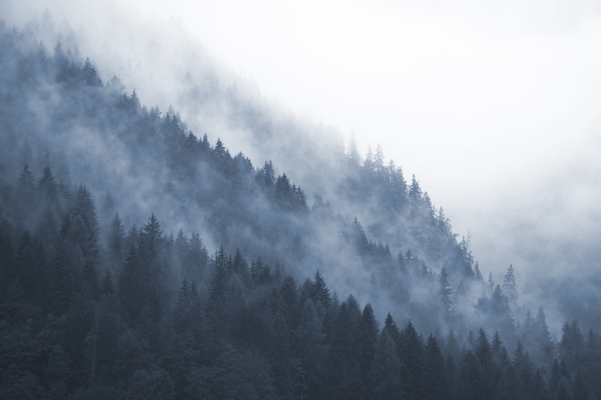 Misty Mountain Forest Wall Mural in your room