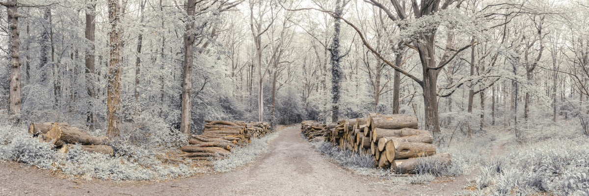 Woodland Chronicles Wall Mural in your room