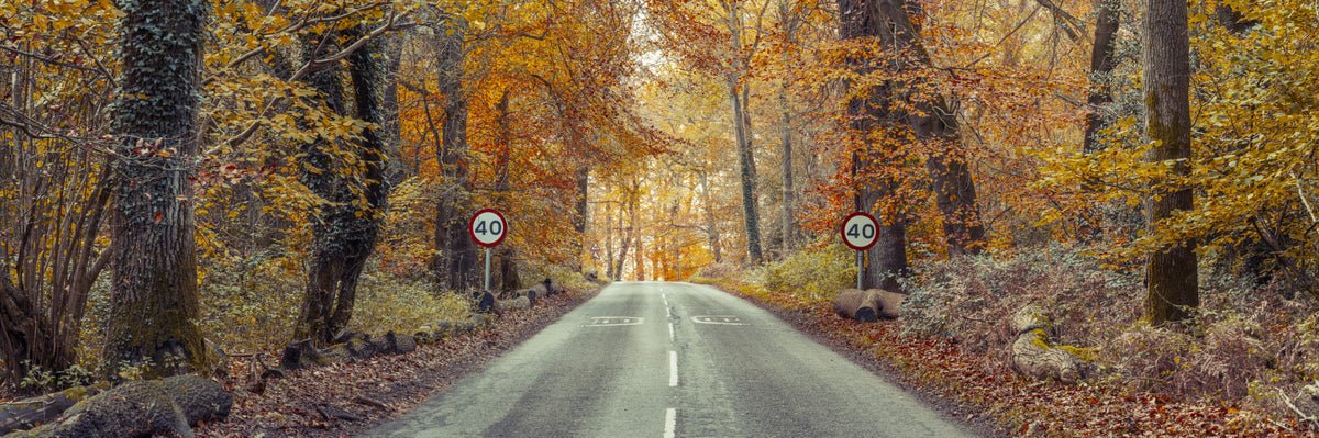 Scenic Drive Through Fall Colors Wall Mural in your room