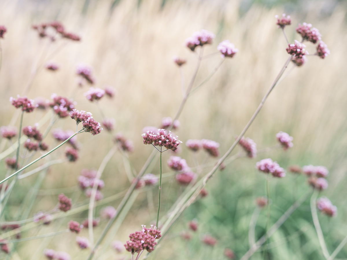 Soft Pink Field Bliss Wall Mural in your room — zoomed