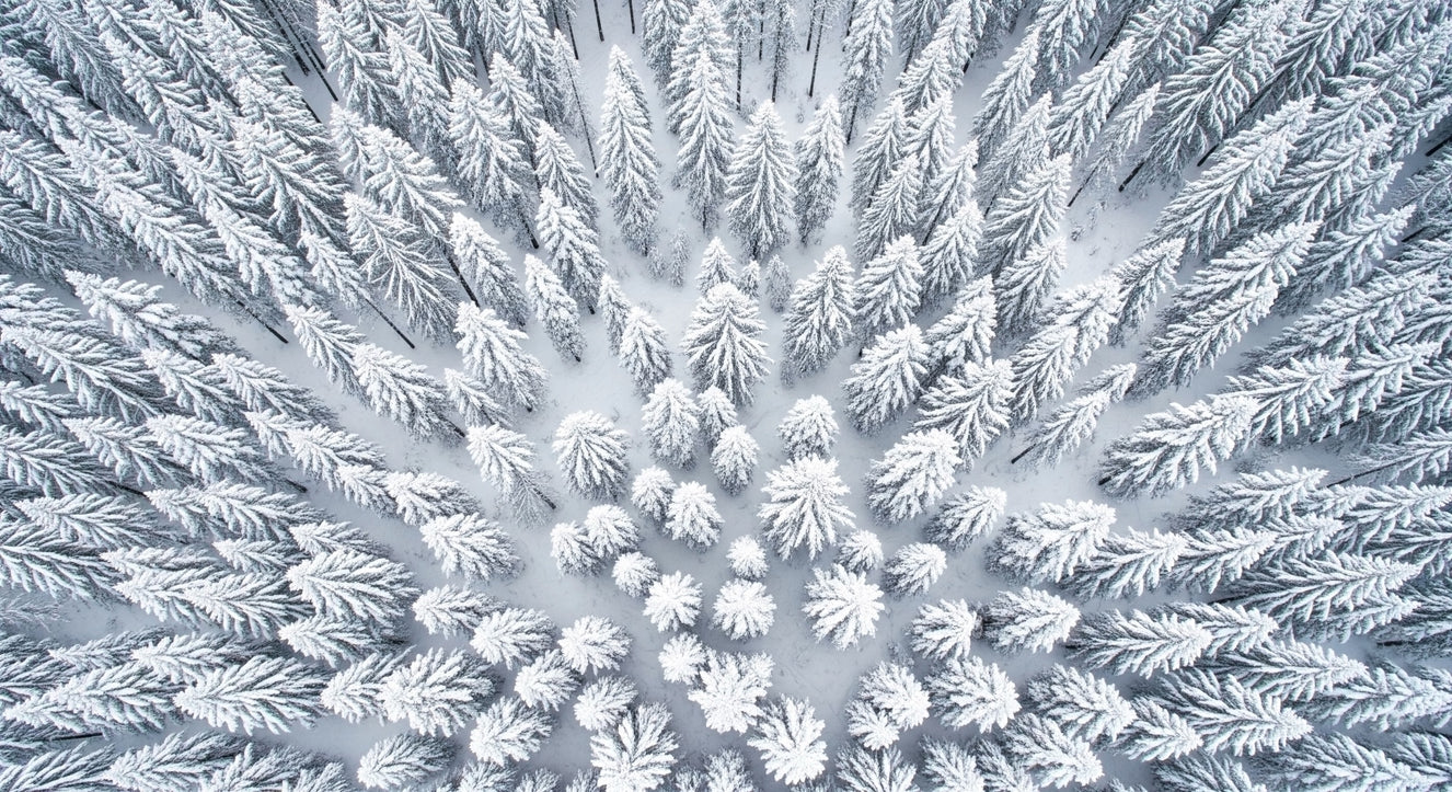 Winter's Embrace Wall Mural