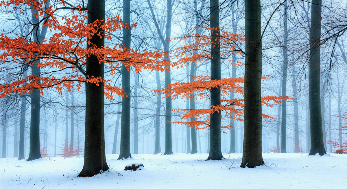 Ethereal Autumn Forest Wall Mural in your room — zoomed