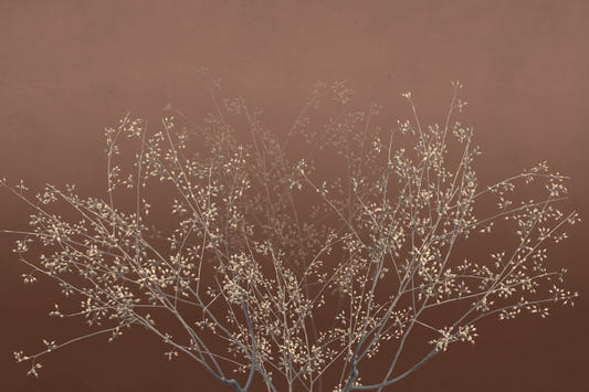 Winter Twigs Wall Mural