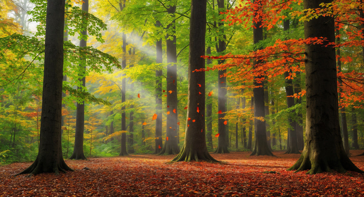 Autumn Forest Glow Wall Mural