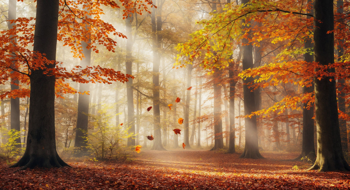 Autumn's Embrace Wall Mural