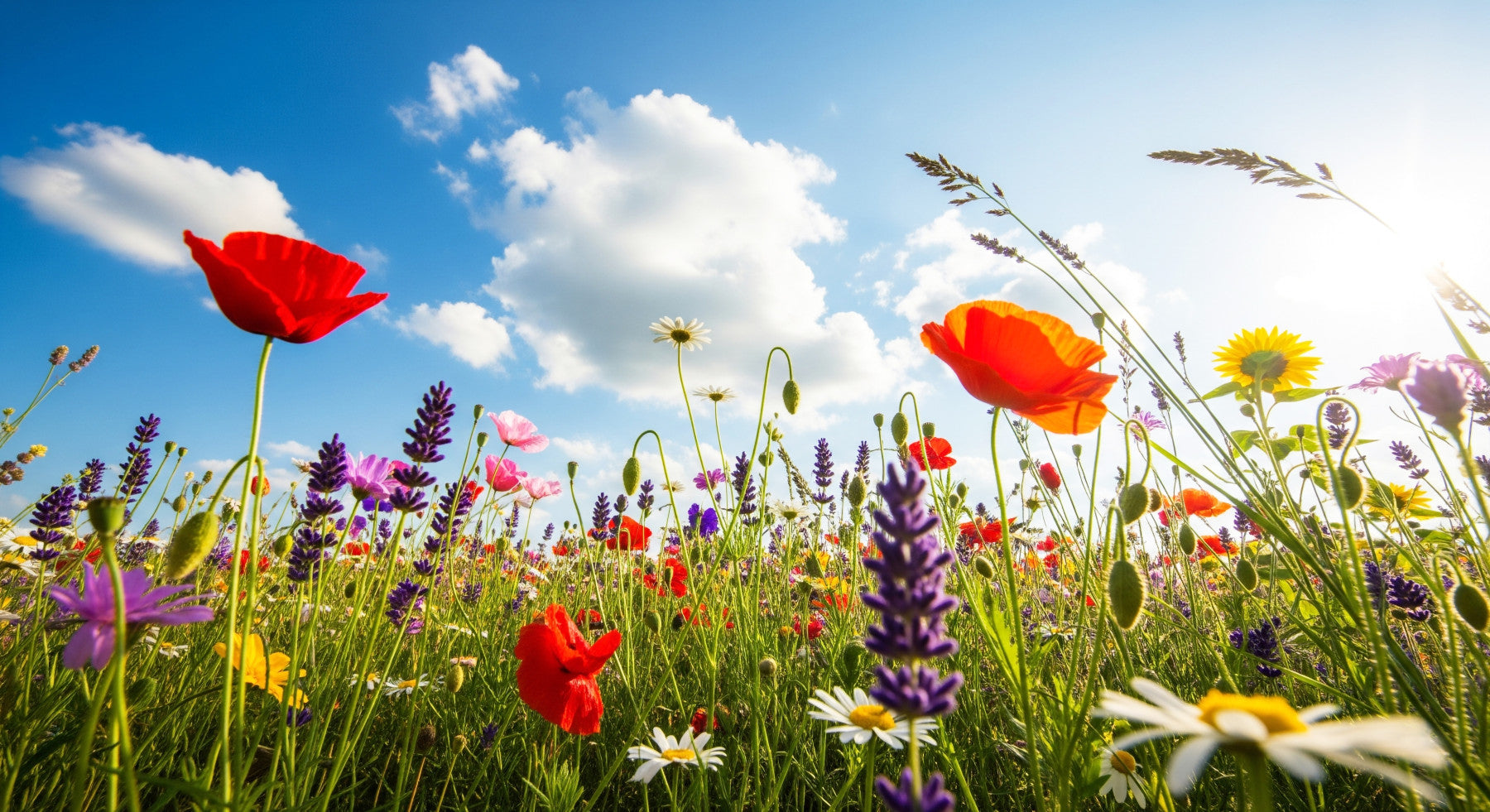 Meadow Dreams Wall Mural