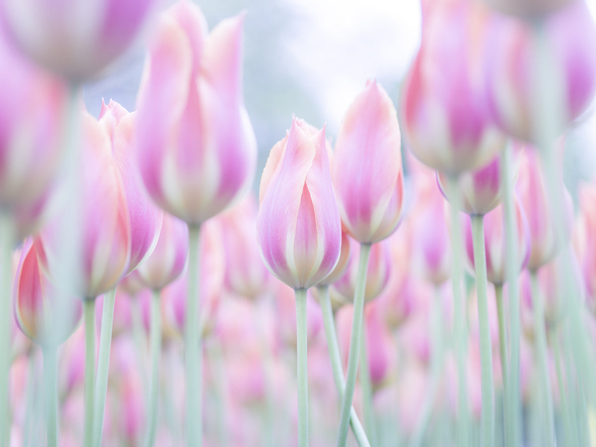 Tulips Jewels Wall Mural in your room
