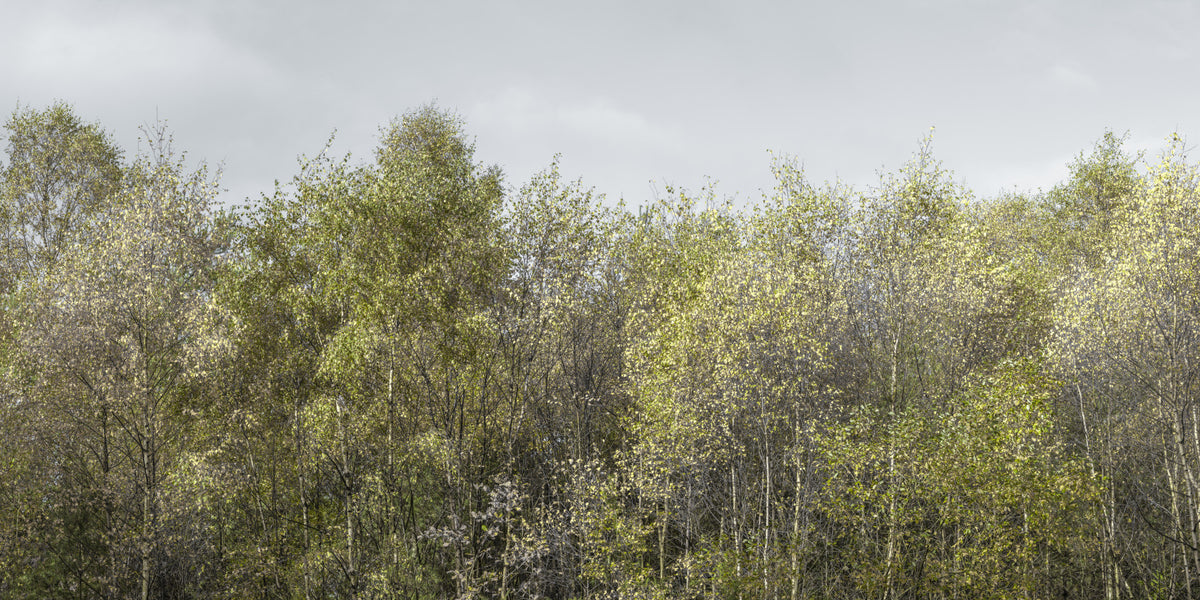 Birch Grove Wall Mural