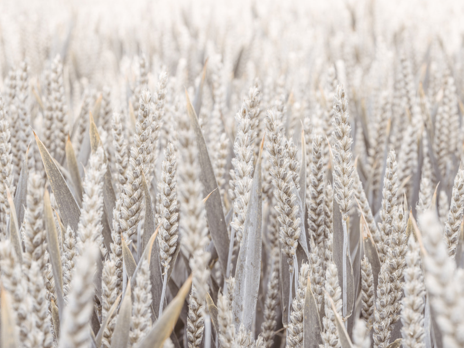 Grain Field Serenity Wall Mural