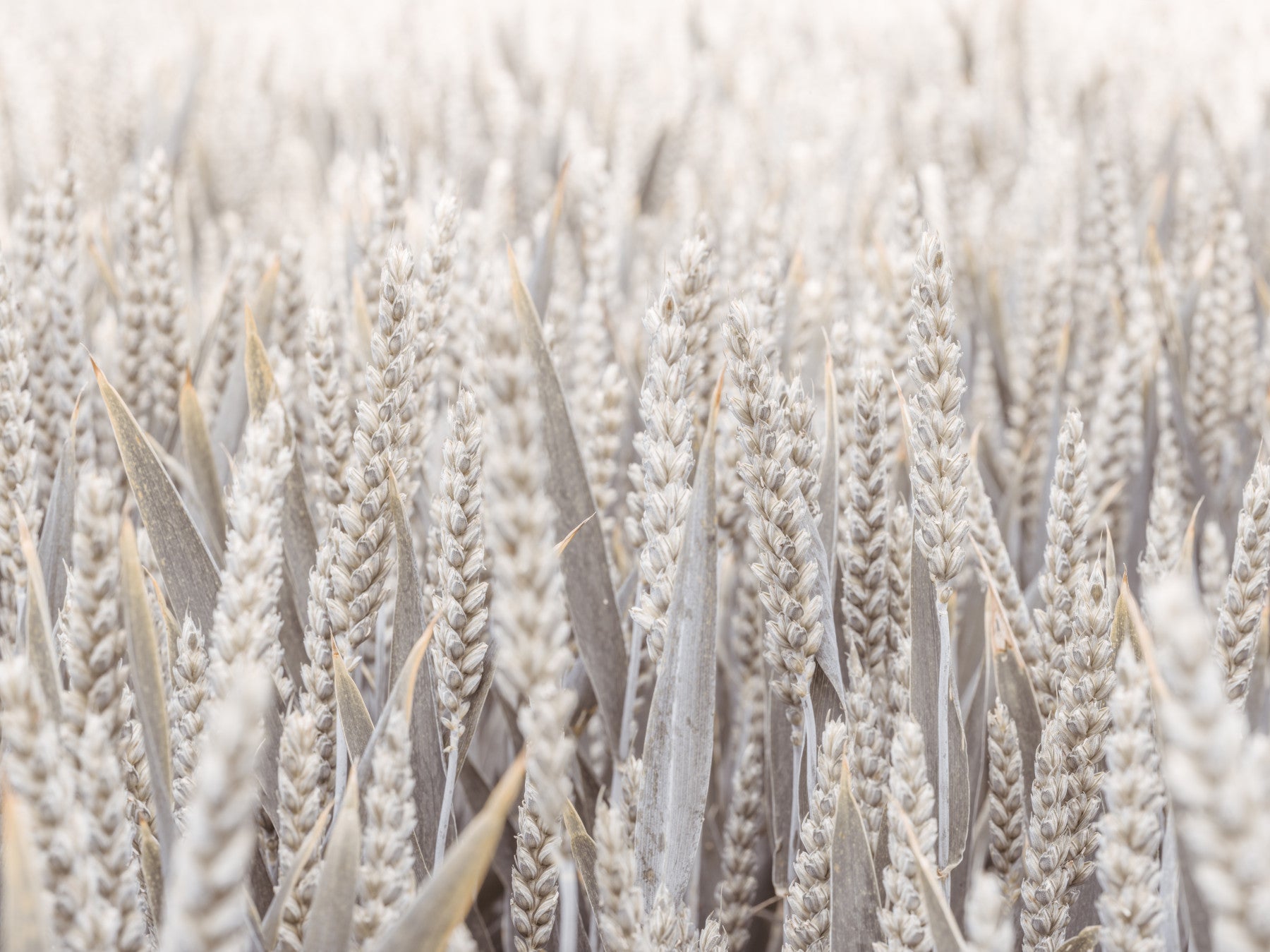 Grain Field Serenity Wall Mural in your room — zoomed