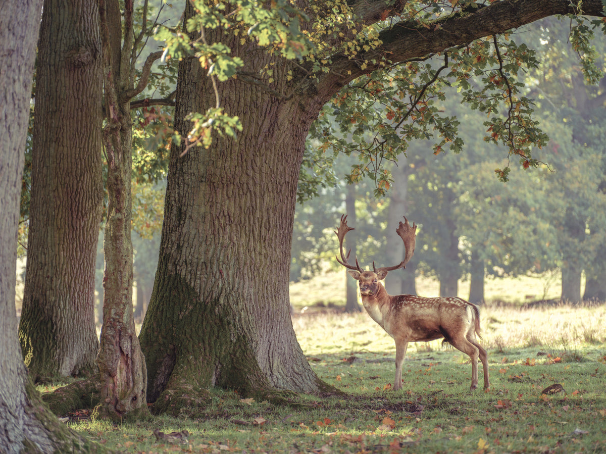 Forest Monarch Wall Mural in your room