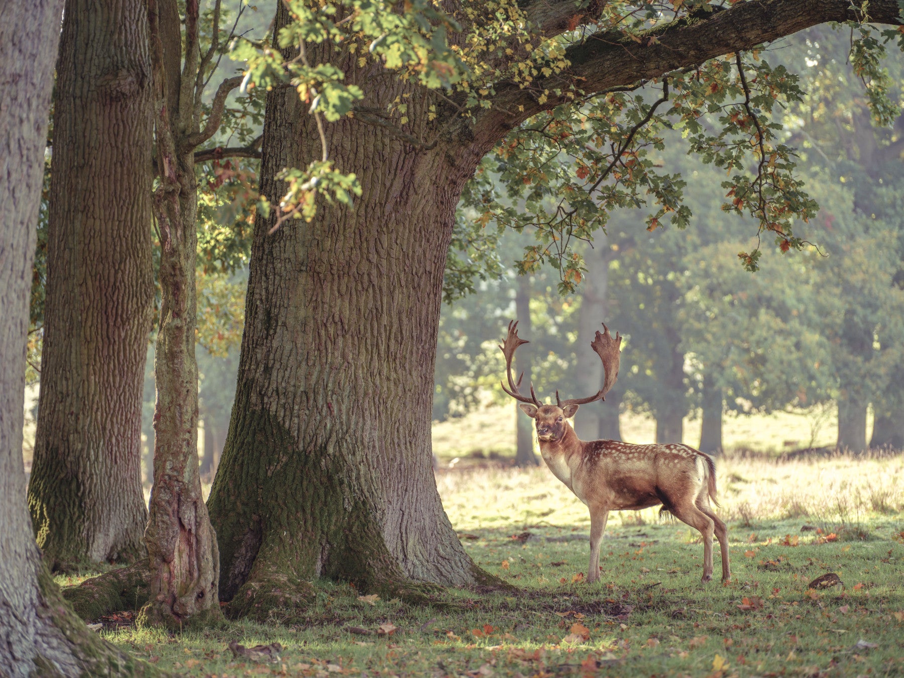Forest Monarch Wall Mural