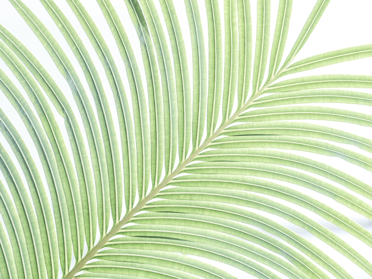 Lime Leaf Whisper Wall Mural