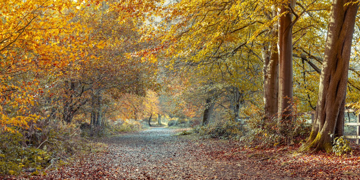 Serene Fall Path Wall Mural in your room