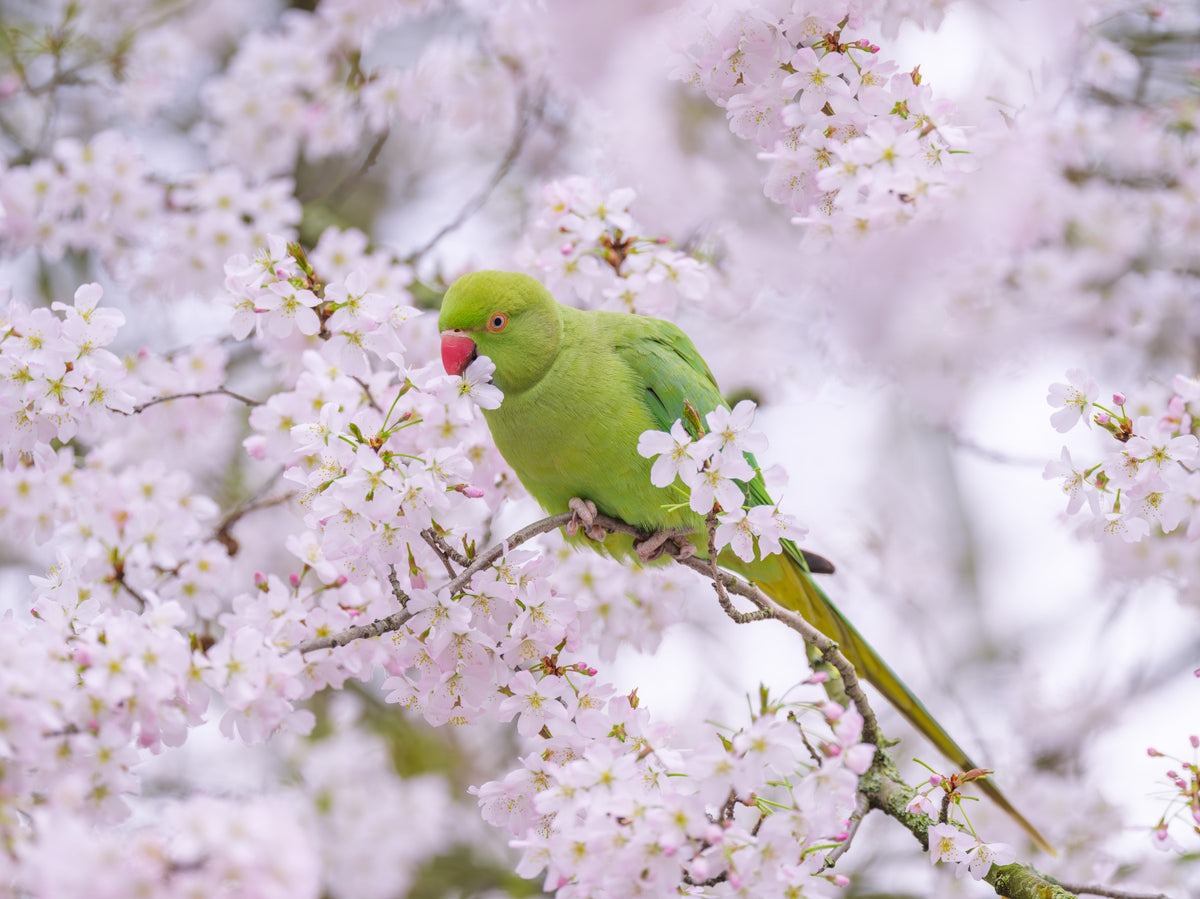 Blossom Bird Wall Mural in your room