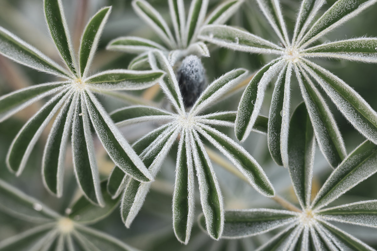 Blue Lupine #7 Wall Mural in your room — zoomed