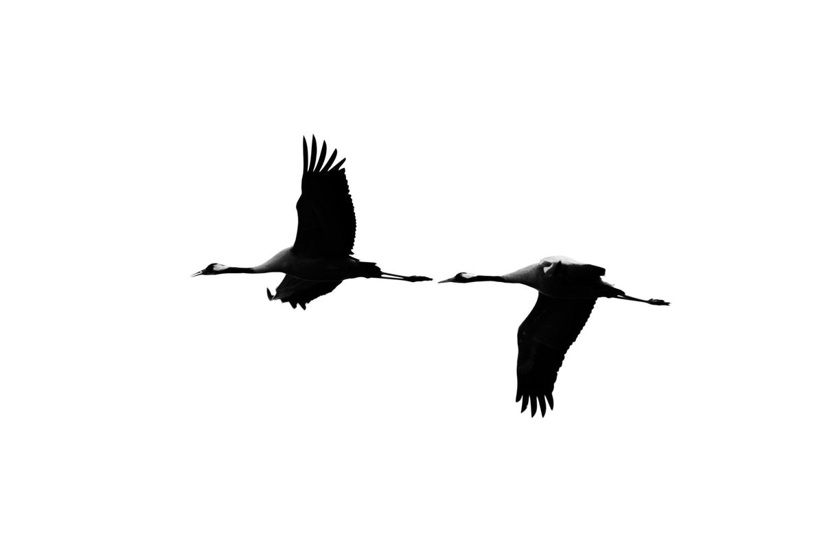 Crane(s) VI Wall Mural