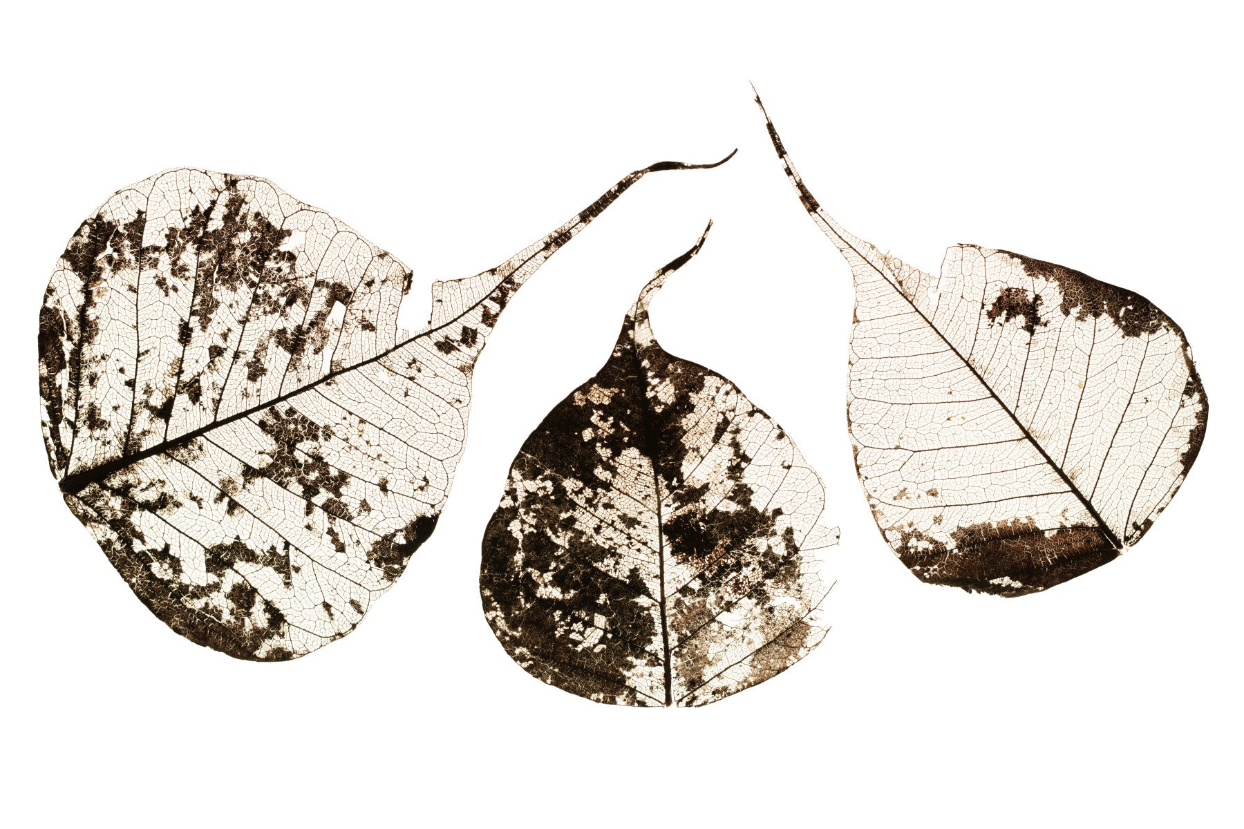 Fallen Leaves #1 Wall Mural