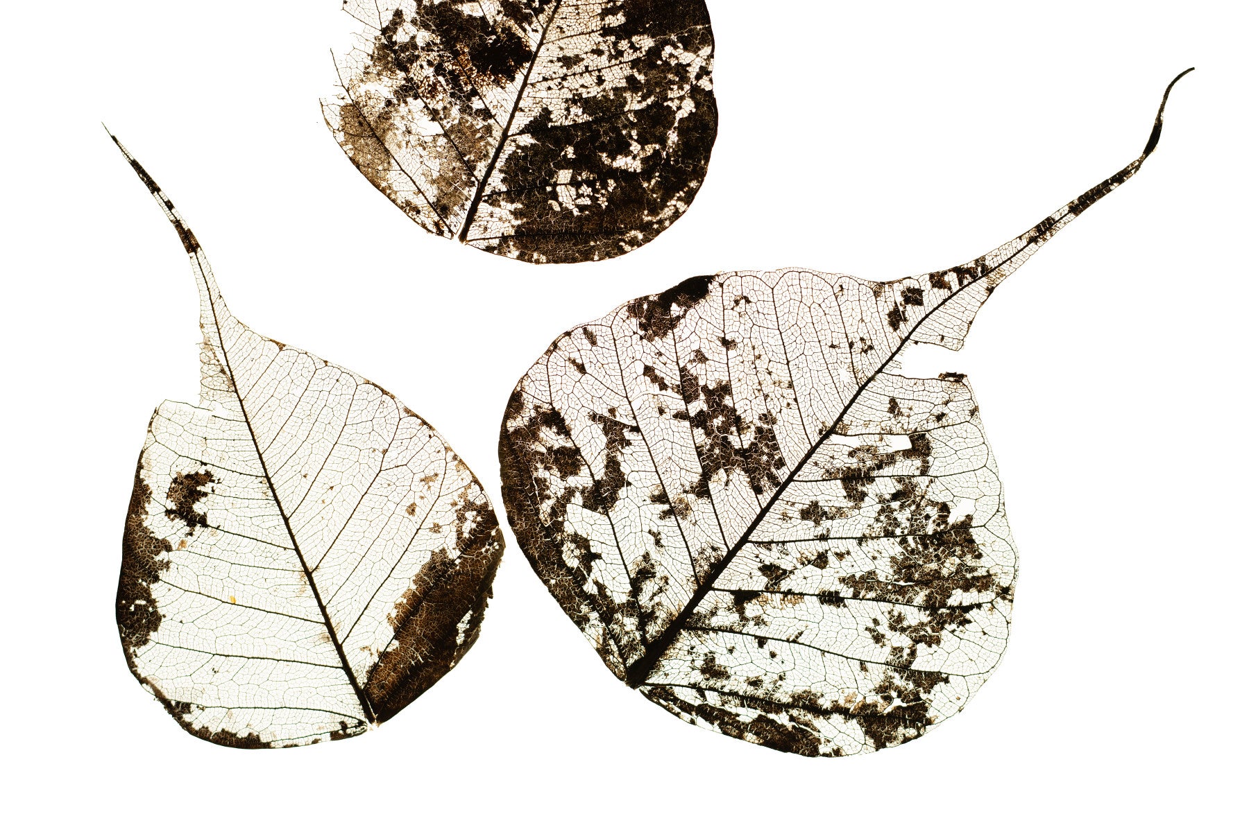 Fallen Leaves #0 Wall Mural
