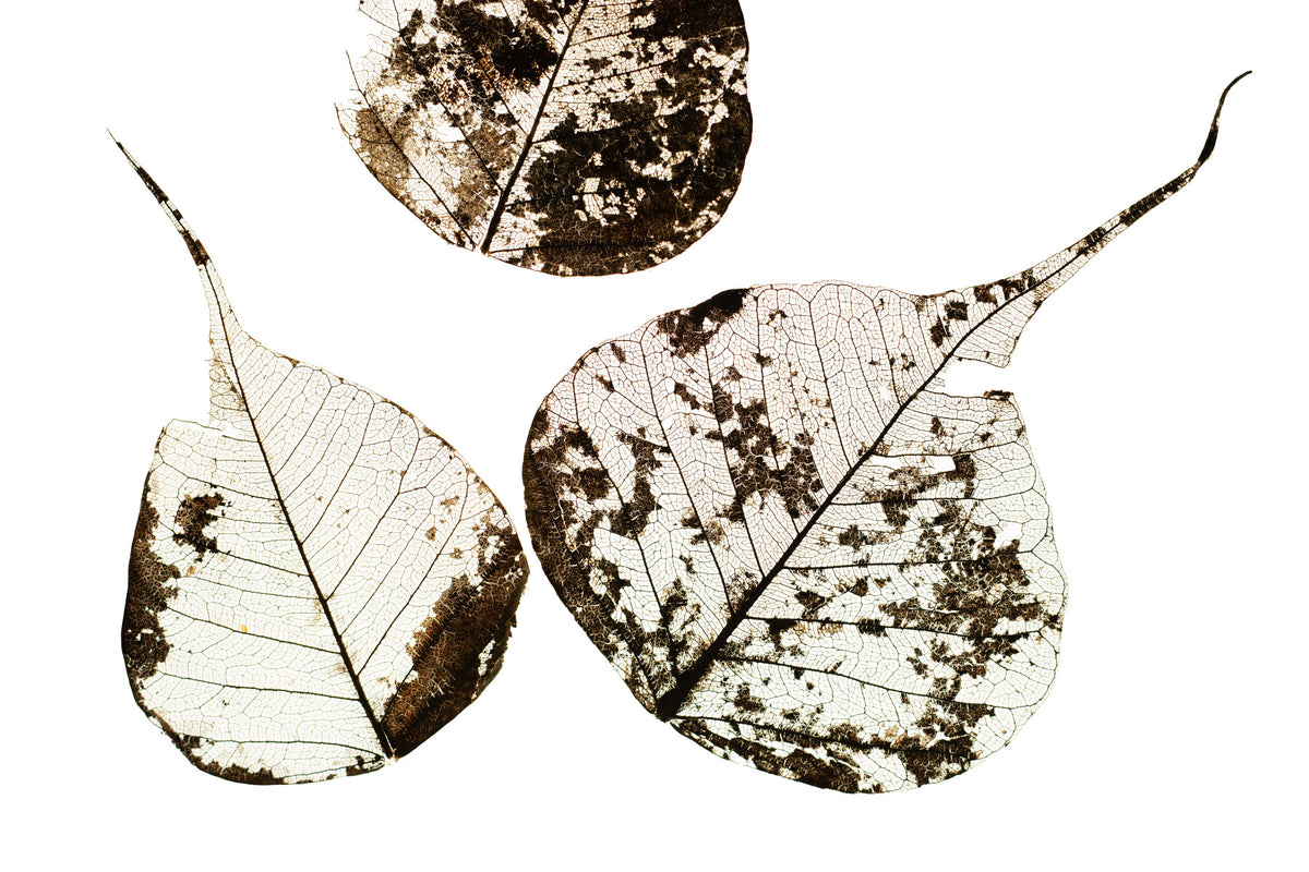 Fallen Leaves #0 Wall Mural in your room — zoomed