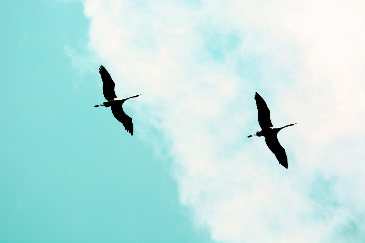 Crane(s) V Wall Mural in your room — zoomed