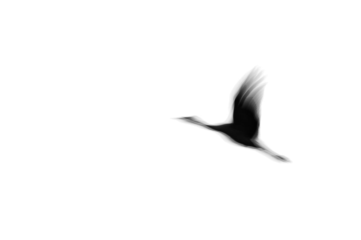Crane(s) I Wall Mural in your room — zoomed
