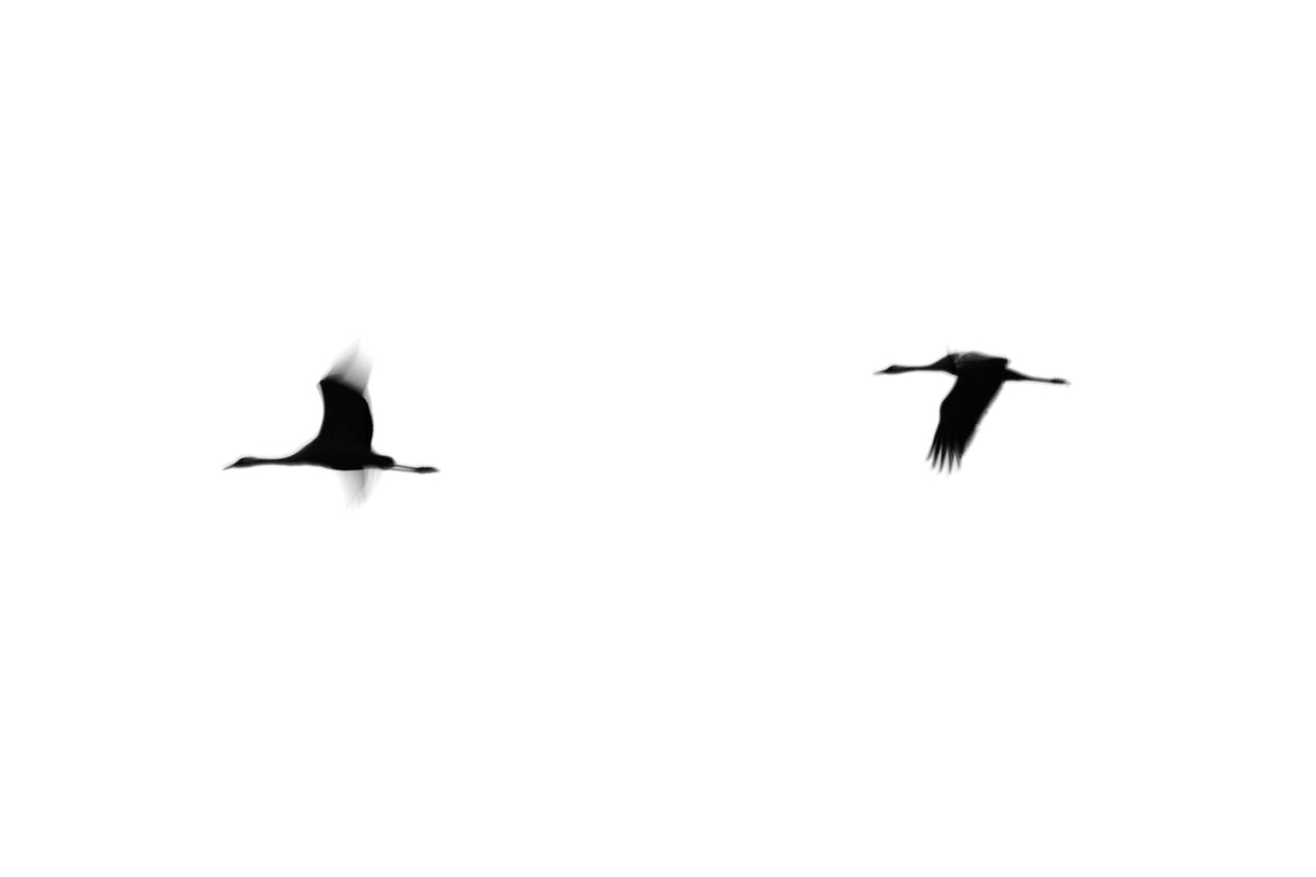 Crane(s) II Wall Mural in your room — zoomed