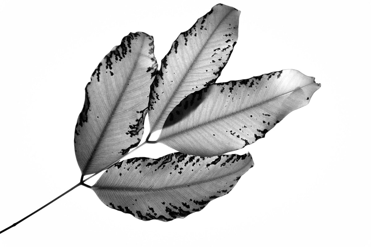 Branches and Leaves, 2016, 1 Wall Mural