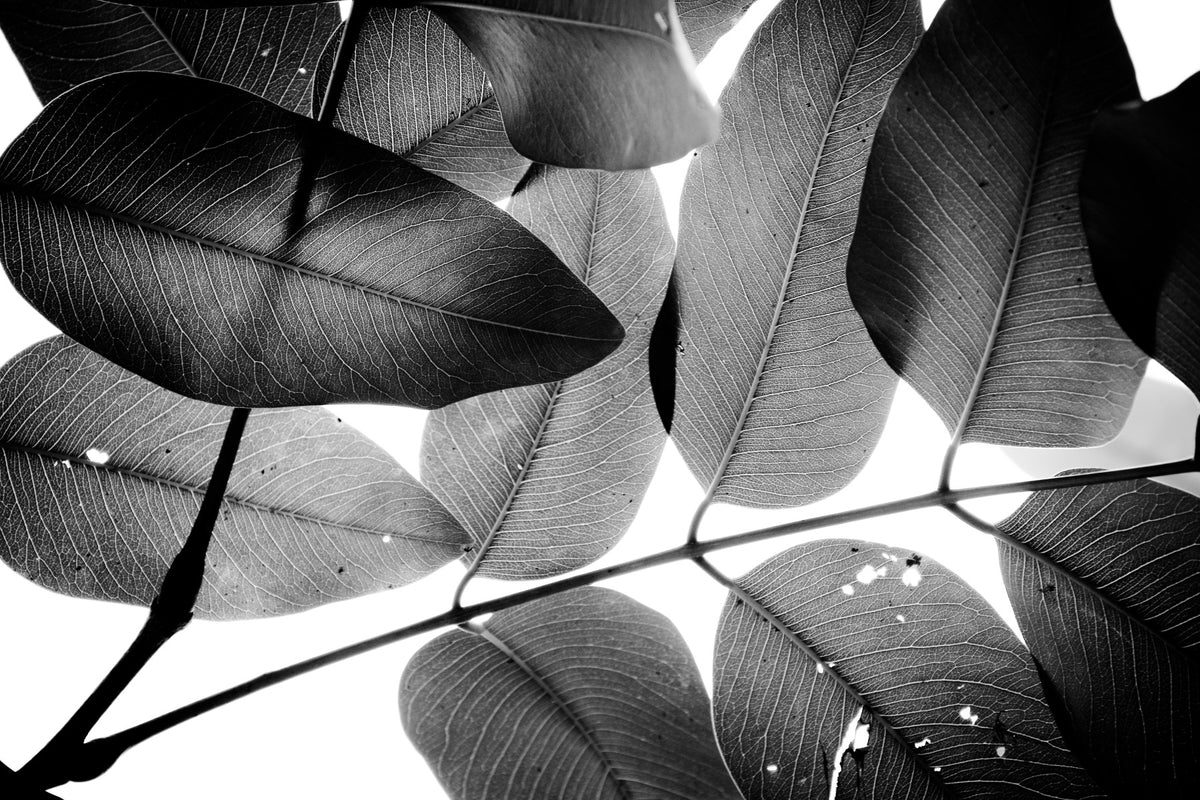 Branches and Leaves, 2016, 3 Wall Mural in your room