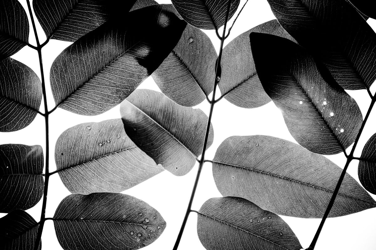 Experiments with Leaves II Wall Mural in your room — zoomed