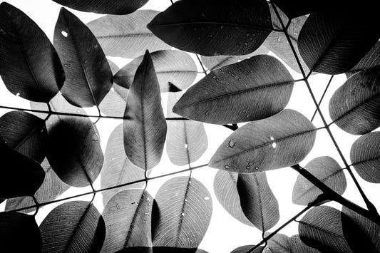 Experiments with Leaves I Wall Mural