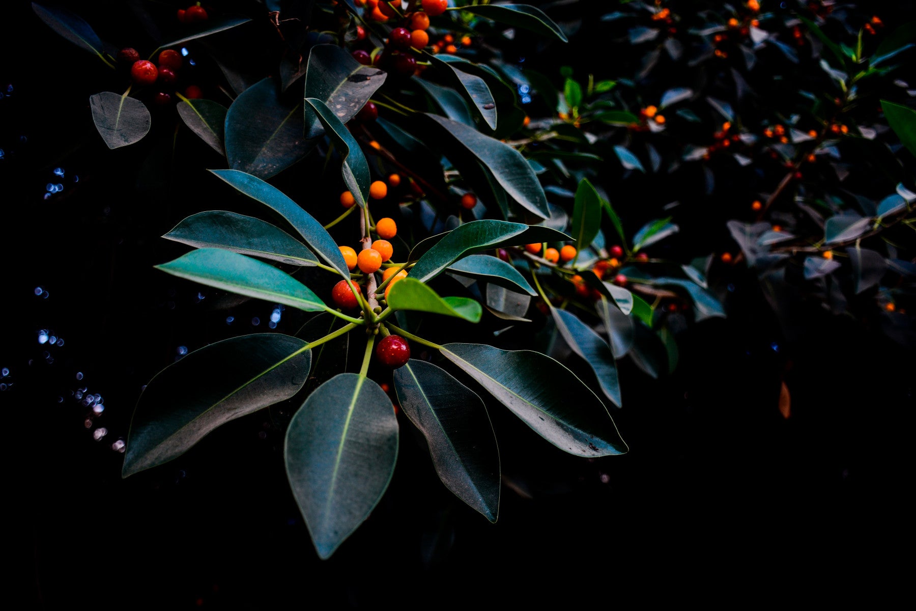 Orange, Green and Dark Wall Mural in your room — zoomed