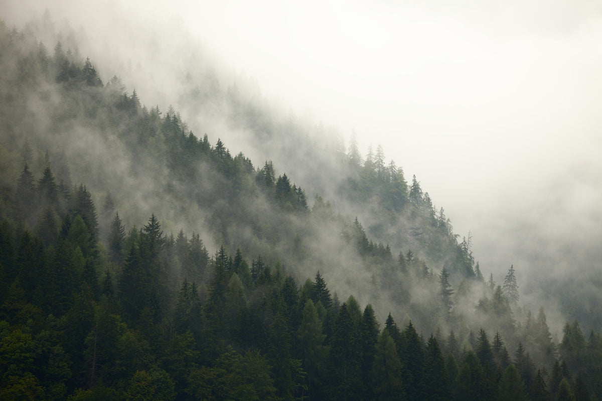 Misty Pines Wall Mural in your room