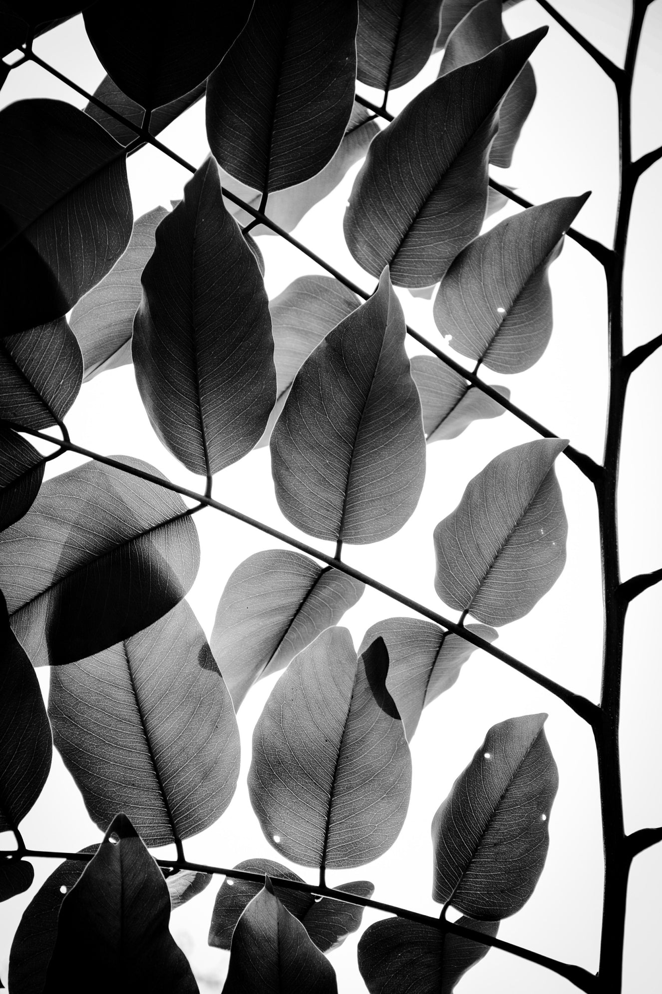 Branches and Leaves II Wall Mural