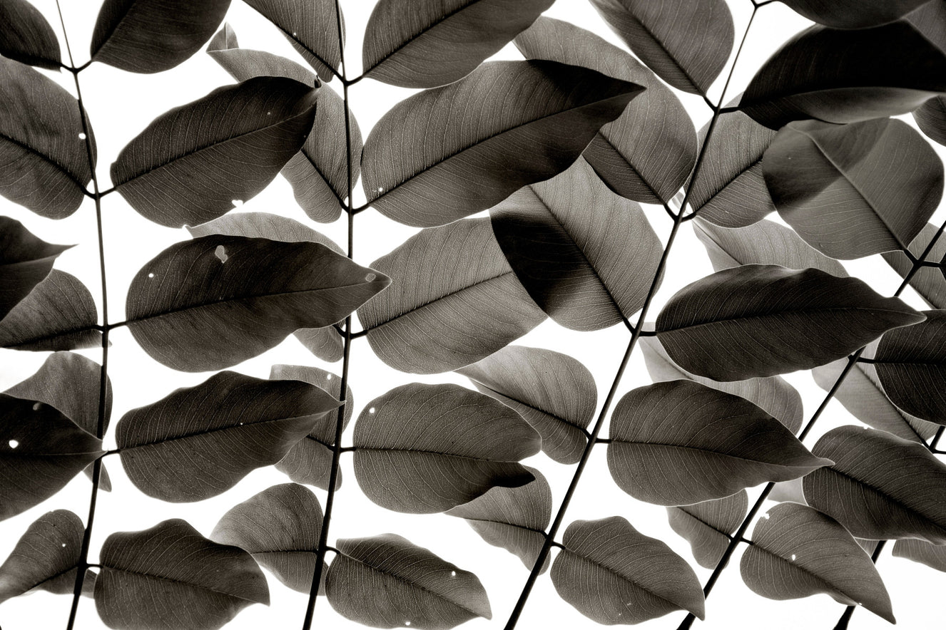 Branches and Leaves I Wall Mural