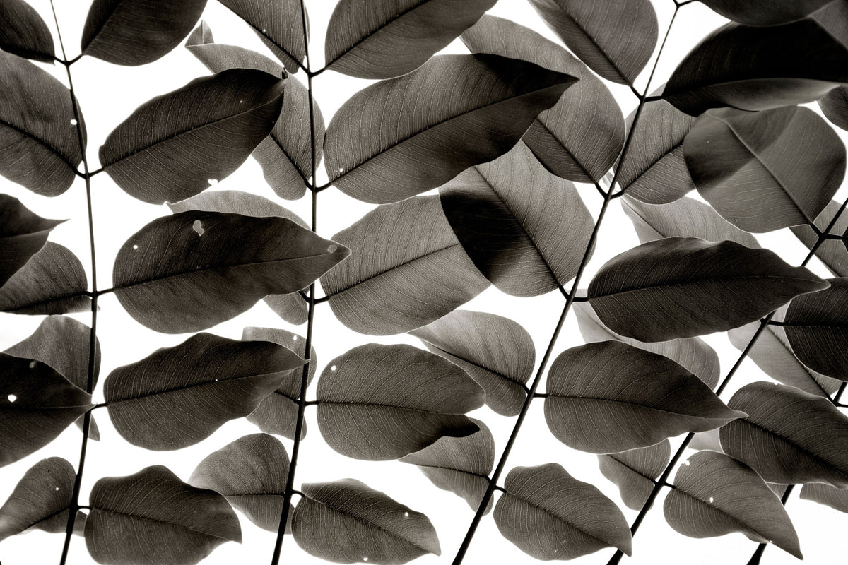 Branches and Leaves I Wall Mural in your room — zoomed