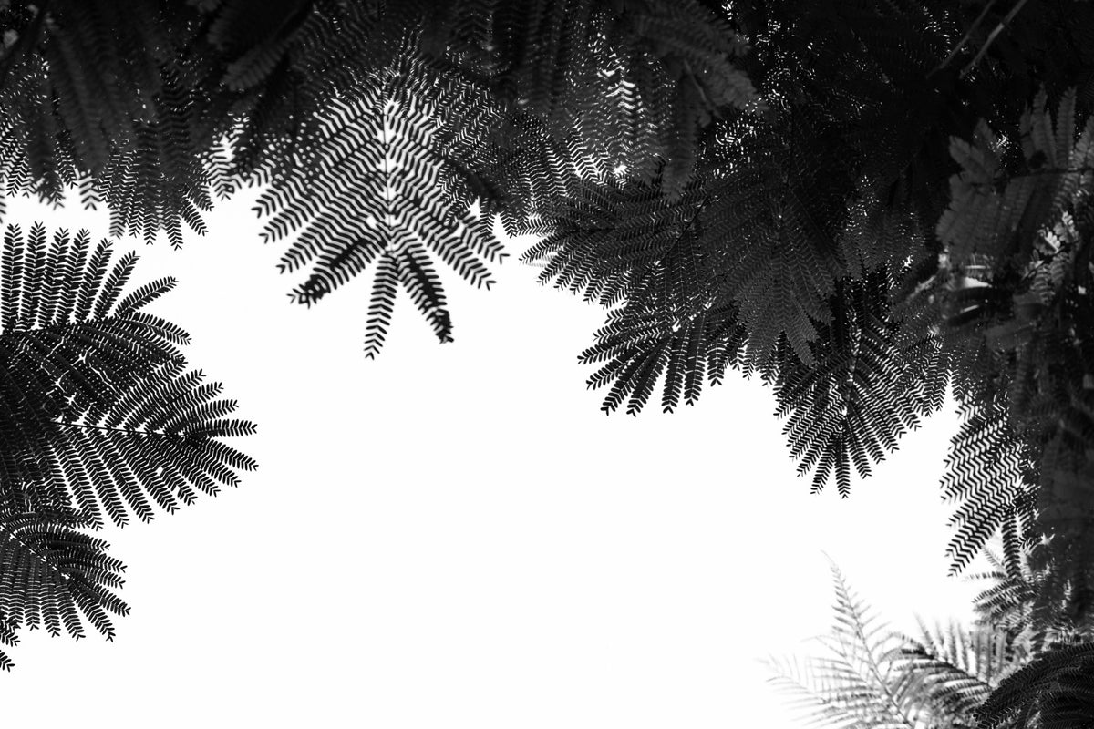 The Tree Top II Wall Mural in your room