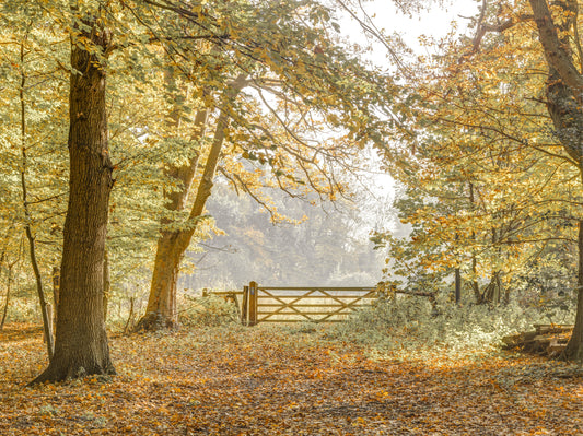 Autumn's Gateway Wall Mural