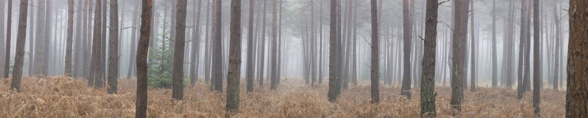 Misty Woodland Escape Wall Mural